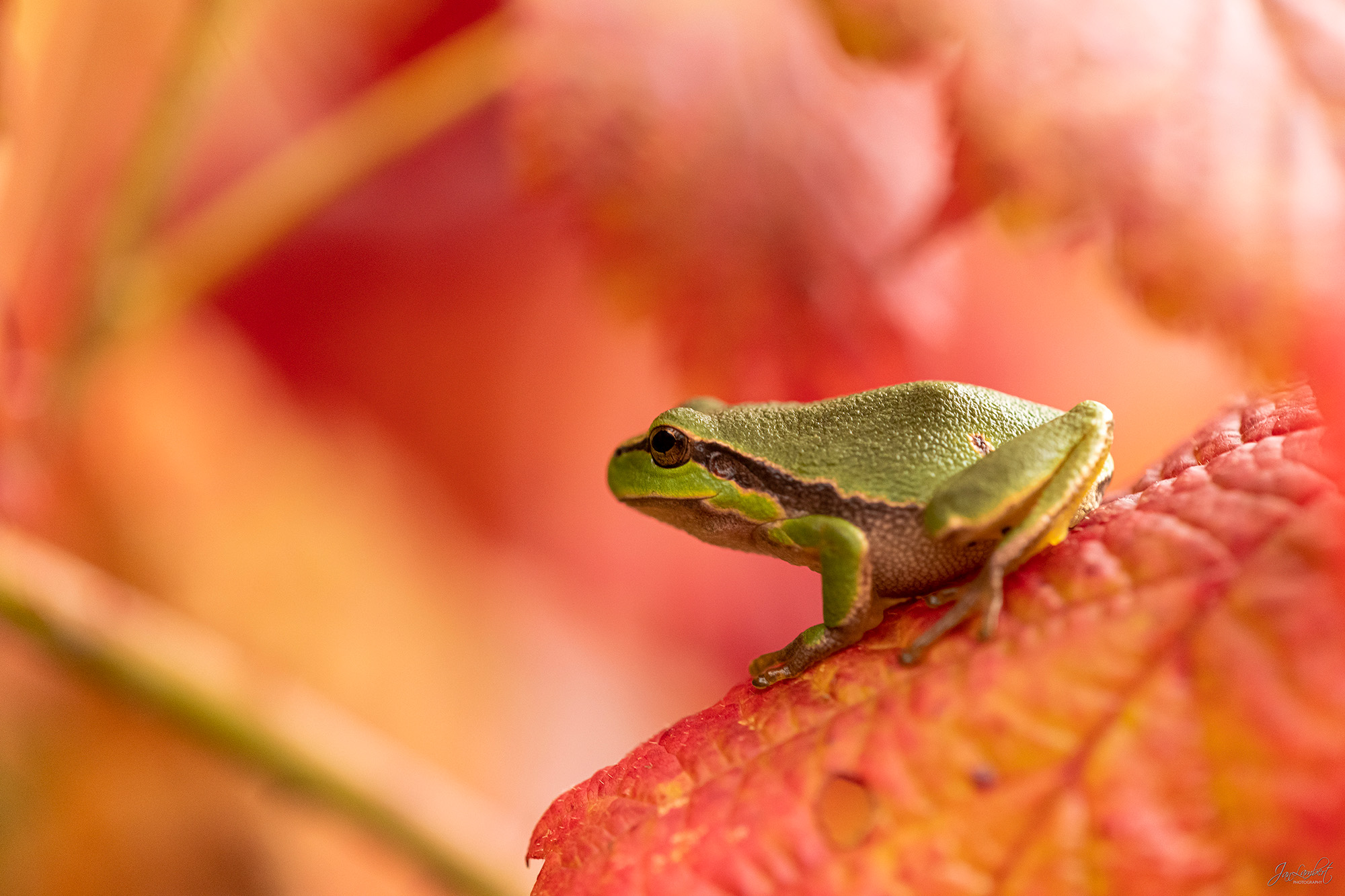 Foto boomkikker - Janlambertphotography.com